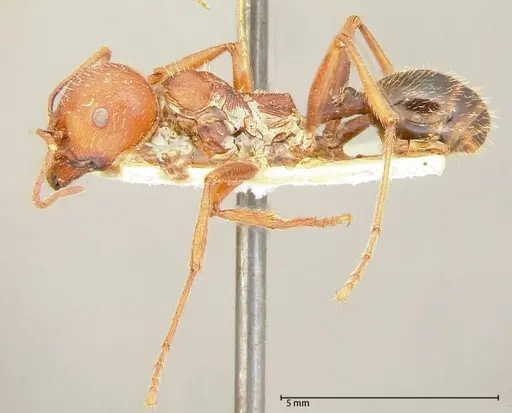 Messor oertzeni specimen FOCOL0055-2 image focol0055-2_3