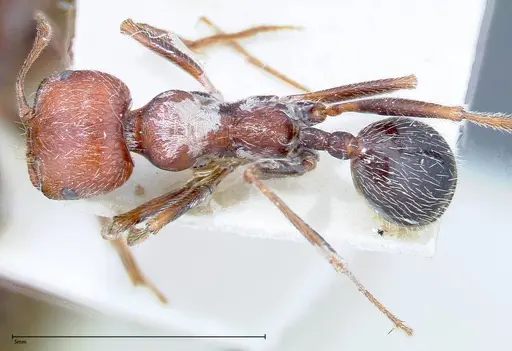 Messor oertzeni specimen FOCOL0208-1 image focol0208-1_1