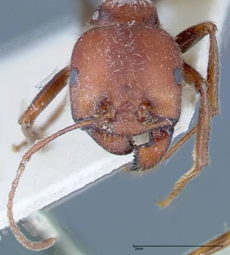 Messor oertzeni specimen FOCOL0208-1 image focol0208-1_2