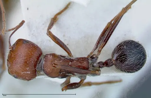Messor oertzeni specimen FOCOL0208-2 image focol0208-2_1