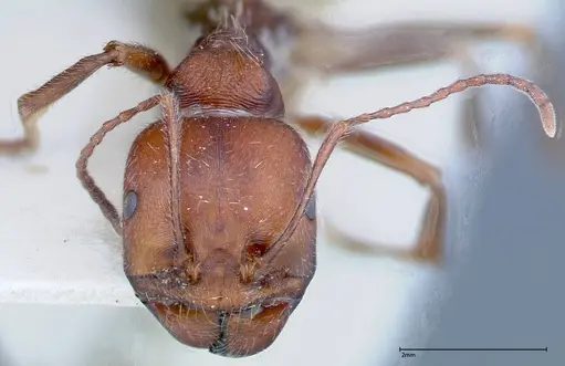 Messor oertzeni specimen FOCOL0208-3 image focol0208-3_2