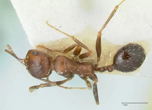 Messor oertzeni specimen FOCOL1257 image focol1257_1