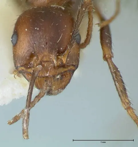 Messor oertzeni specimen FOCOL1257 image focol1257_2