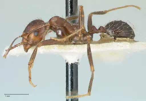 Messor oertzeni specimen FOCOL1257 image focol1257_3