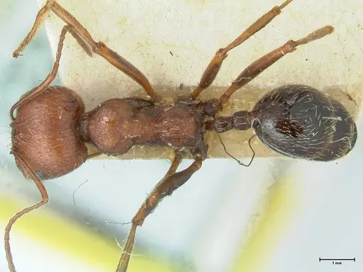 Messor oertzeni specimen FOCOL1258 image focol1258_1