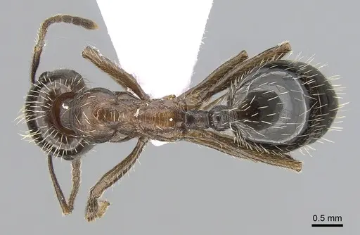 Messor orientalis specimen CASENT0281206 image casent0281206_1