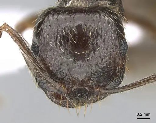 Messor orientalis specimen CASENT0281206 image casent0281206_2