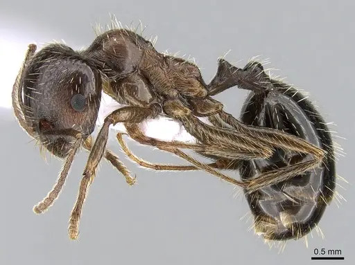 Messor orientalis specimen CASENT0281206 image casent0281206_3