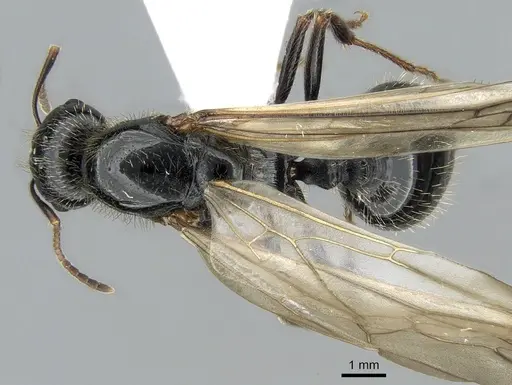 Messor orientalis specimen CASENT0281207 image casent0281207_1