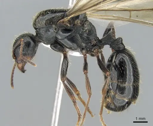Messor orientalis specimen CASENT0281207 image casent0281207_3