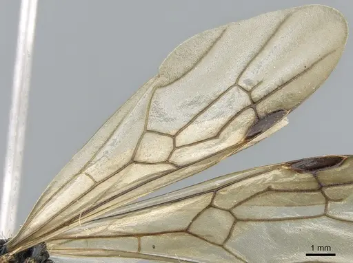 Messor orientalis specimen CASENT0281207 image casent0281207_4