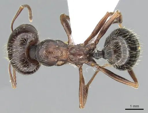 Messor orientalis specimen CASENT0281208 image casent0281208_1