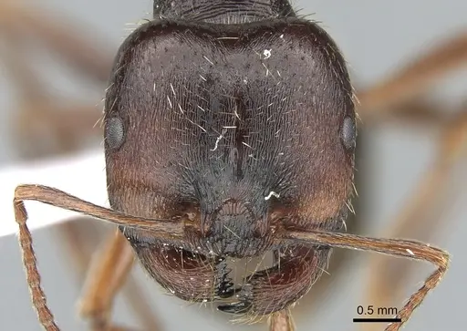 Messor orientalis specimen CASENT0281208 image casent0281208_2