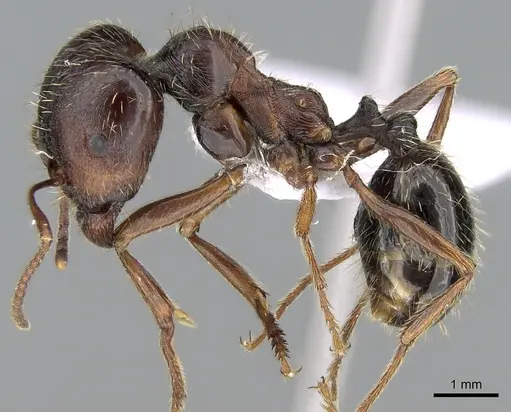 Messor orientalis specimen CASENT0281208 image casent0281208_3