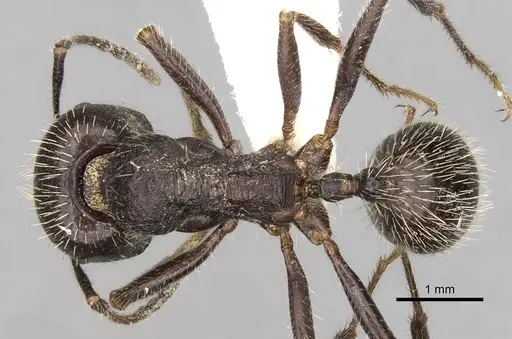Messor orientalis specimen CASENT0281591 image casent0281591_1