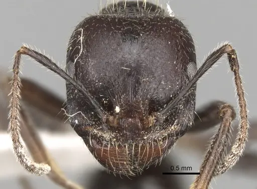 Messor orientalis specimen CASENT0281591 image casent0281591_2