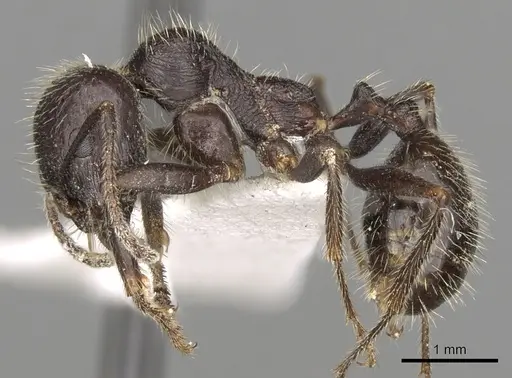 Messor orientalis specimen CASENT0281591 image casent0281591_3