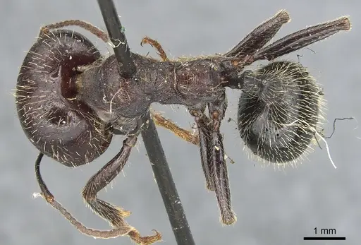 Messor orientalis specimen CASENT0904132 image casent0904132_1