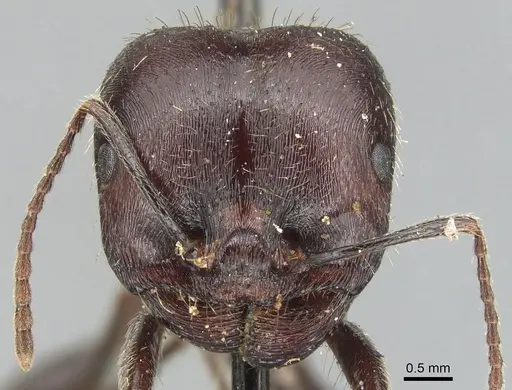 Messor orientalis specimen CASENT0904132 image casent0904132_2