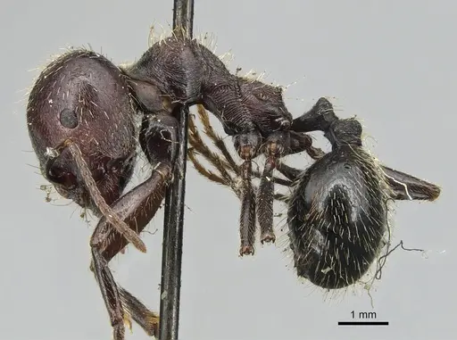 Messor orientalis specimen CASENT0904132 image casent0904132_3