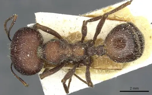 Messor orientalis specimen CASENT0913209 image casent0913209_1