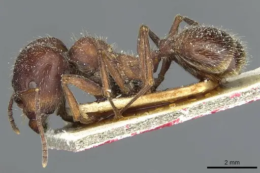 Messor orientalis specimen CASENT0913209 image casent0913209_3