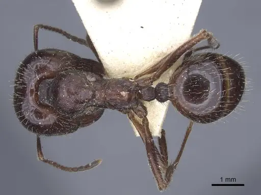 Messor orientalis specimen CASENT0916941 image casent0916941_1