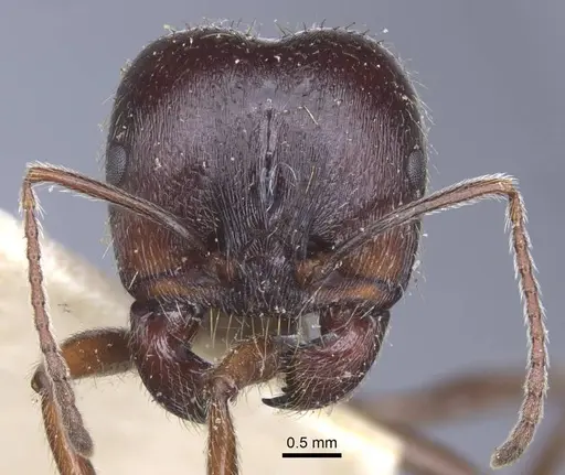 Messor orientalis specimen CASENT0916941 image casent0916941_2