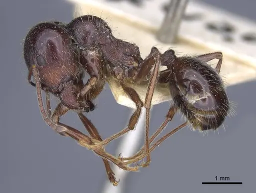 Messor orientalis specimen CASENT0916941 image casent0916941_3