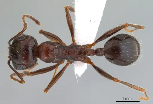 Messor perantennatus specimen ANTWEB1008074 image antweb1008074_1