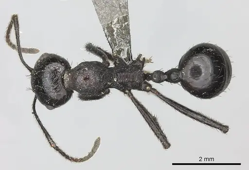 Messor piceus specimen CASENT0235915 image casent0235915_1