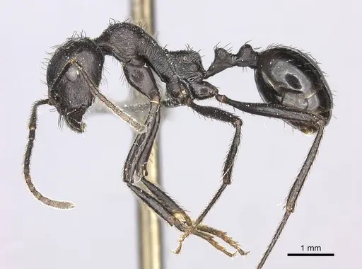Messor piceus specimen CASENT0235915 image casent0235915_3