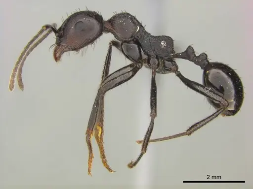 Messor piceus specimen CASENT0252438 image casent0252438_1