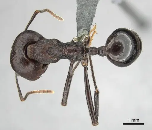 Messor piceus specimen CASENT0252439 image casent0252439_1