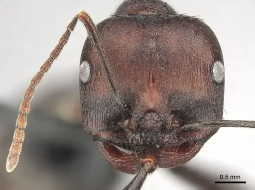 Messor piceus specimen CASENT0252439 image casent0252439_2