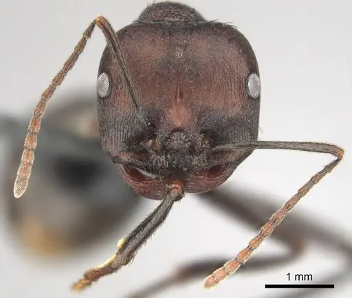 Messor piceus specimen CASENT0252439 image casent0252439_3