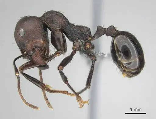 Messor piceus specimen CASENT0252439 image casent0252439_4