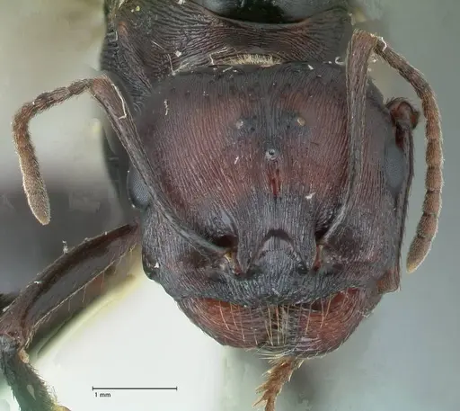 Messor piceus specimen FOCOL1285 image focol1285_2