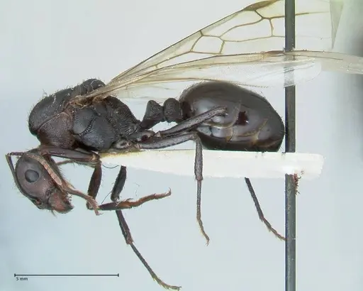 Messor piceus specimen FOCOL1285 image focol1285_3