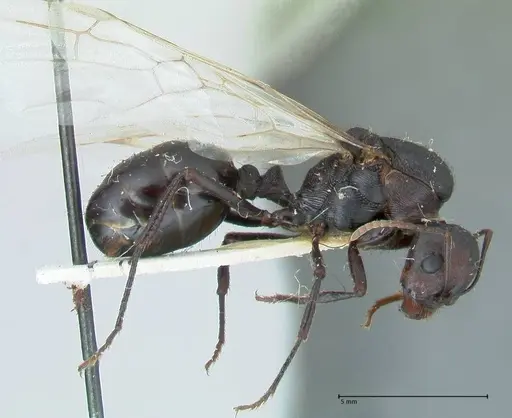 Messor piceus specimen FOCOL1285 image focol1285_4