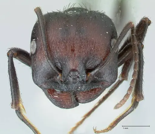 Messor piceus specimen FOCOL1287 image focol1287_2
