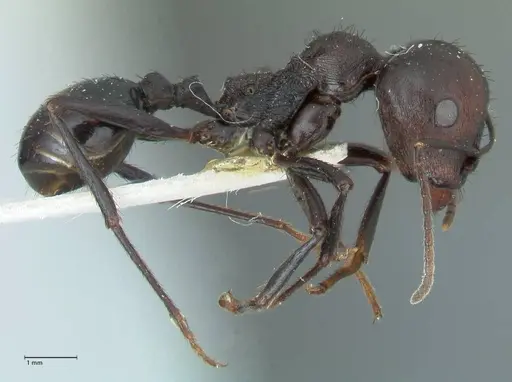 Messor piceus specimen FOCOL1288 image focol1288_4