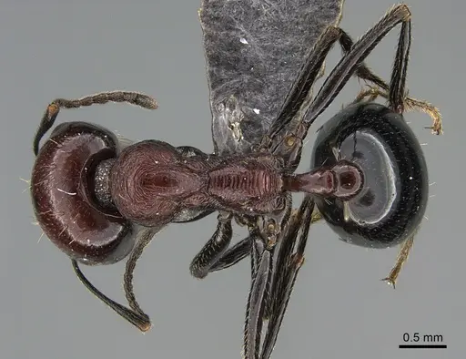 Messor picturatus specimen ANTWEB1041907 image antweb1041907_1
