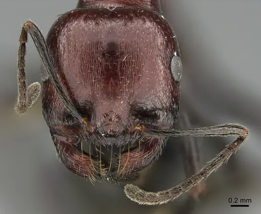 Messor picturatus specimen ANTWEB1041907 image antweb1041907_2