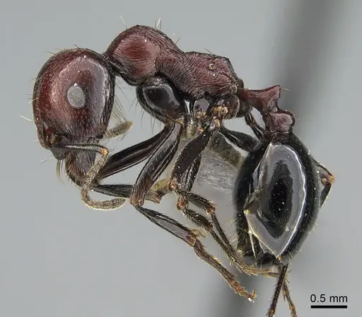 Messor picturatus specimen ANTWEB1041907 image antweb1041907_3