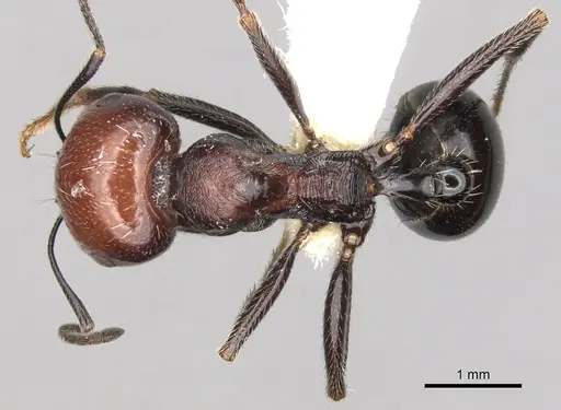 Messor picturatus specimen CASENT0281603 image casent0281603_1