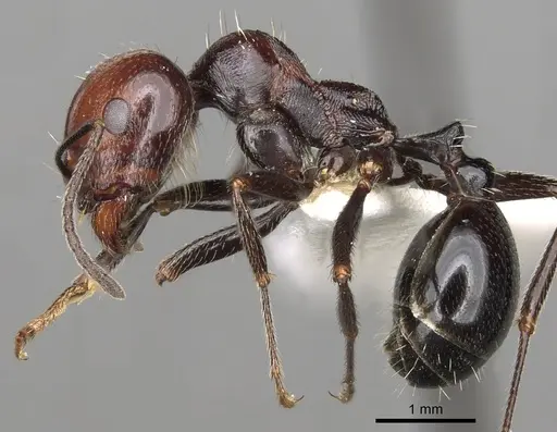 Messor picturatus specimen CASENT0281603 image casent0281603_3