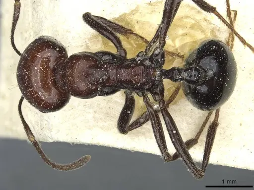 Messor picturatus specimen CASENT0913193 image casent0913193_1
