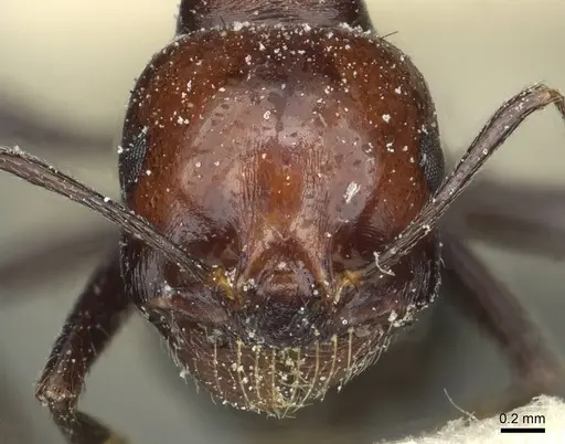 Messor picturatus specimen CASENT0913193 image casent0913193_2