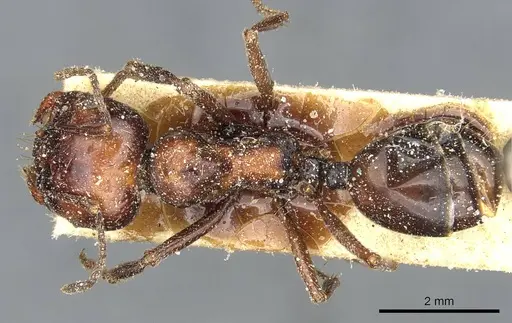 Messor picturatus specimen CASENT0913208 image casent0913208_1